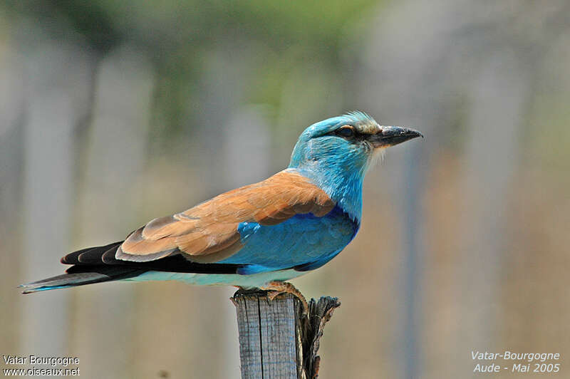 European Roller