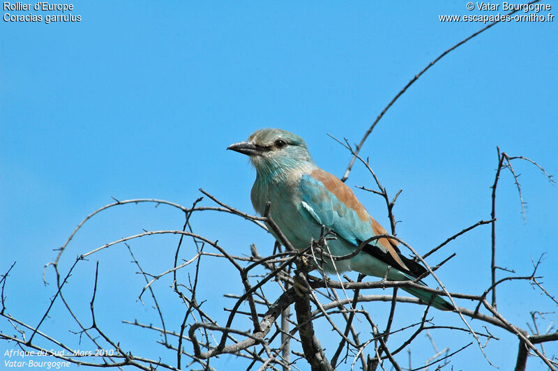 European Roller