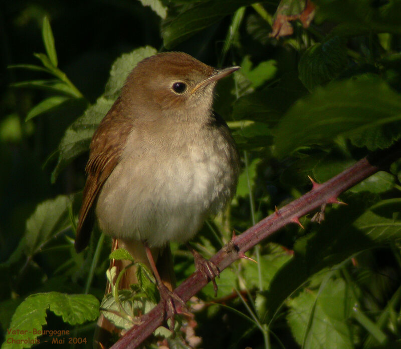 Rossignol philomèle