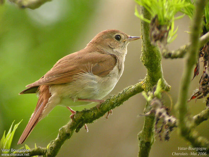 Common Nightingaleadult, identification