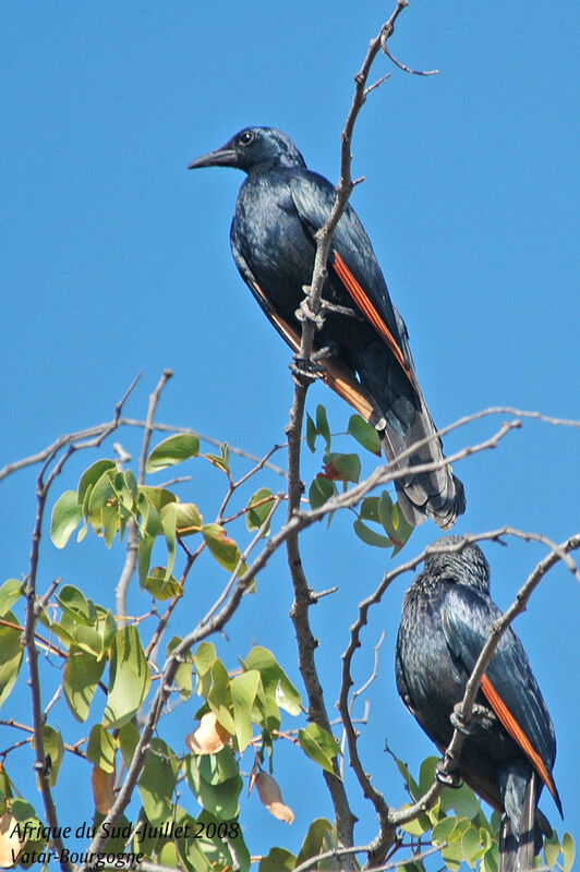 Red-winged Starling