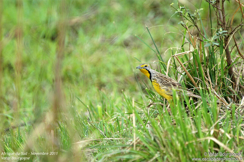 Yellow-throated Longclaw