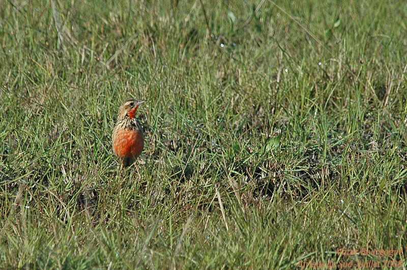 Rosy-throated Longclaw