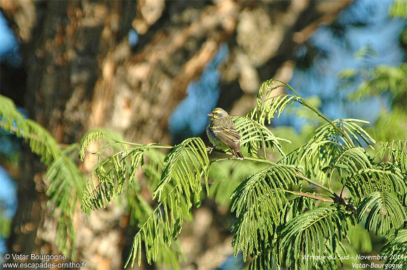 Serin du Mozambique