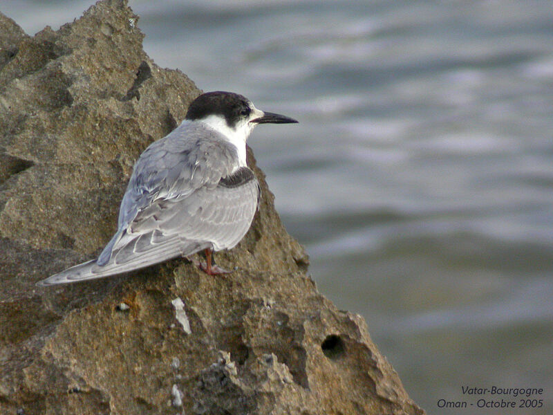 White-cheeked Tern