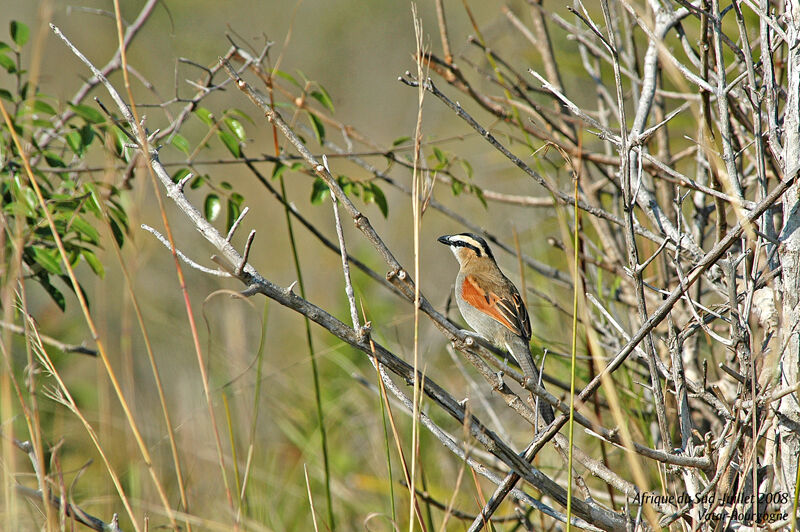 Black-crowned Tchagra