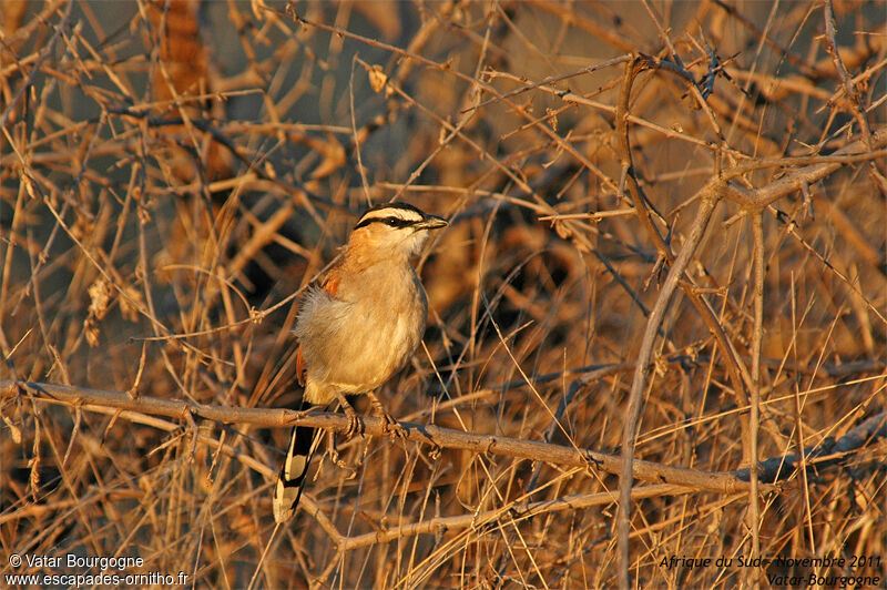 Black-crowned Tchagra