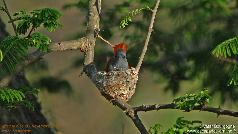 African Paradise Flycatcher