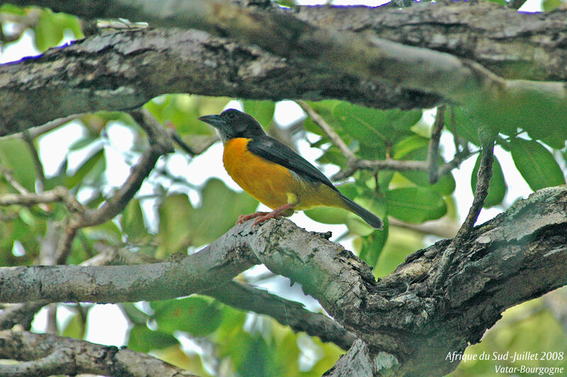 Dark-backed Weaver