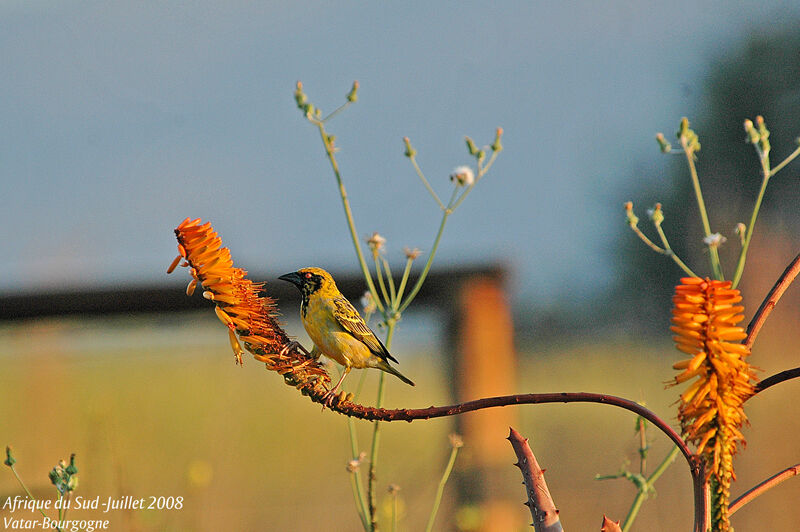 Village Weaver