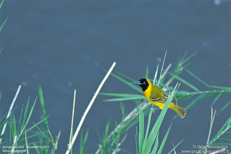 Lesser Masked Weaver