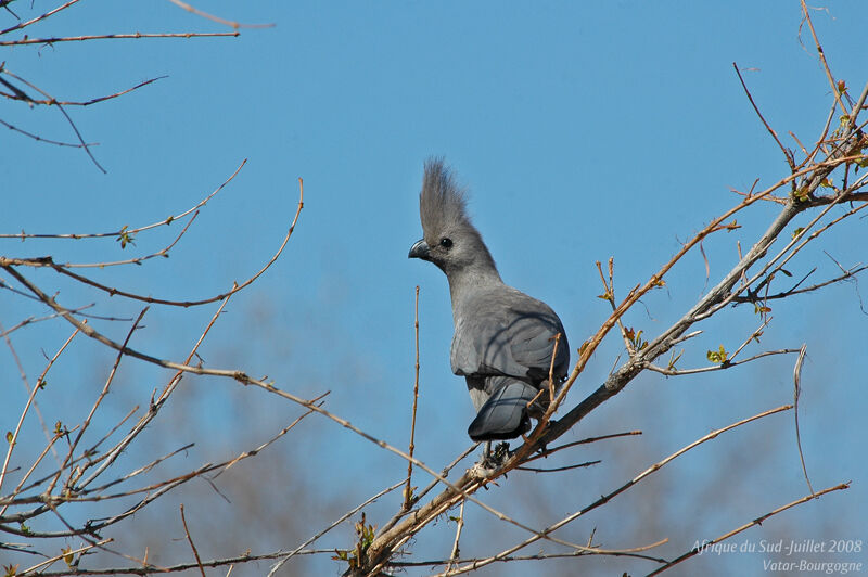 Grey Go-away-bird