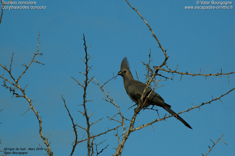 Grey Go-away-bird