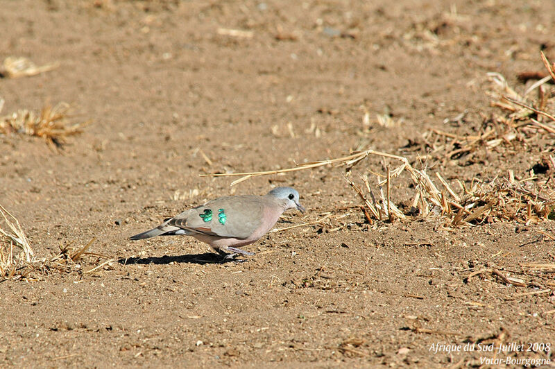 Emerald-spotted Wood Dove