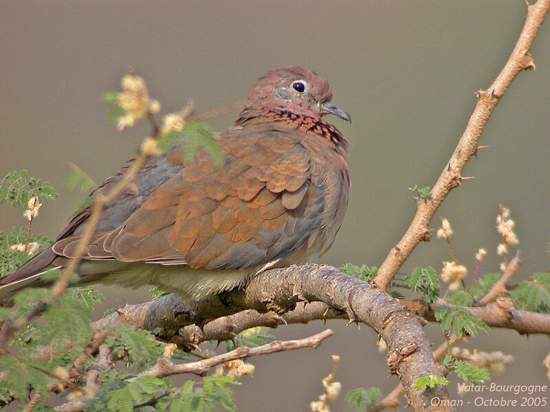 Laughing Dove