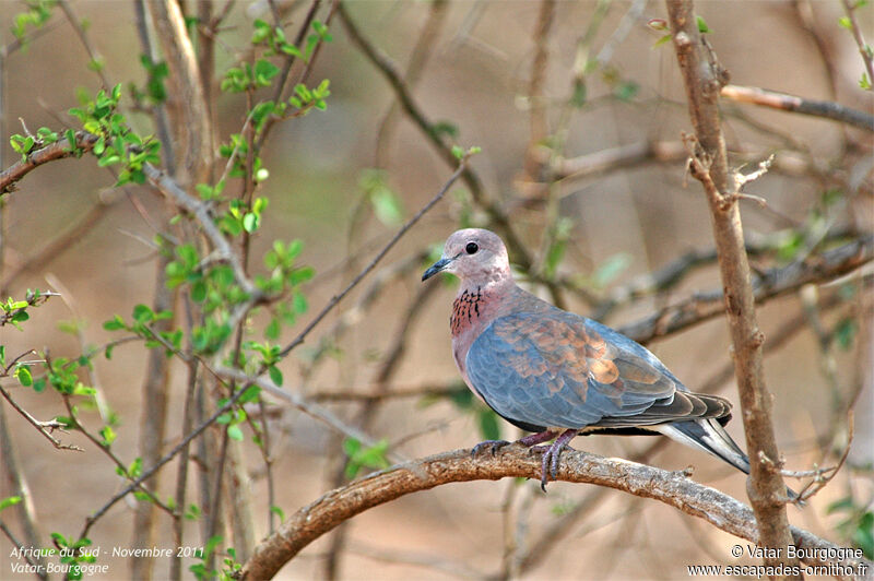 Laughing Dove