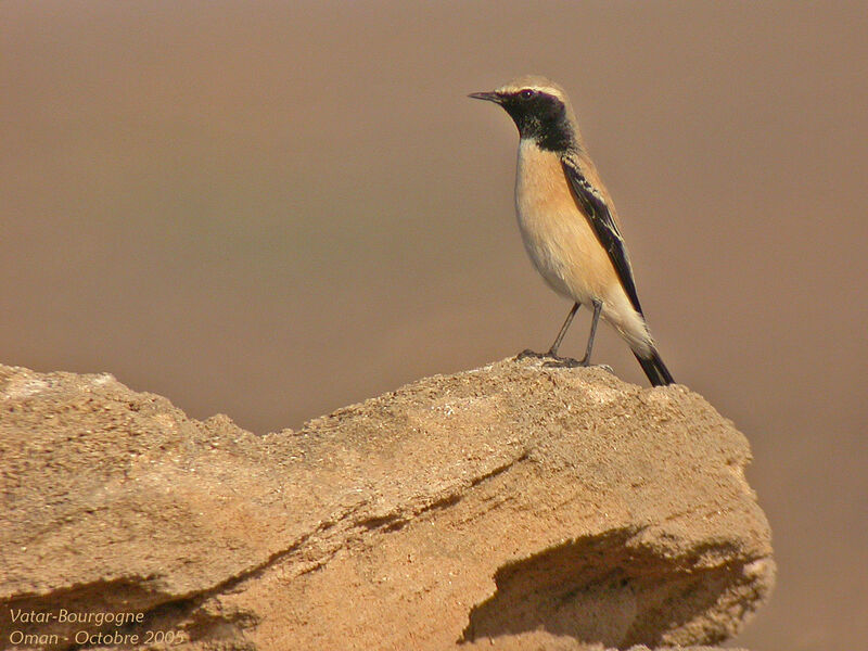 Desert Wheatear