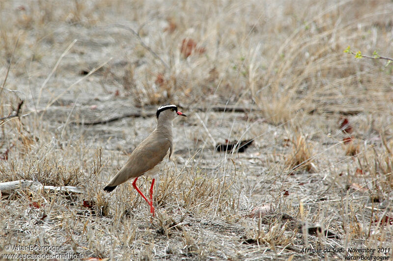 Crowned Lapwing