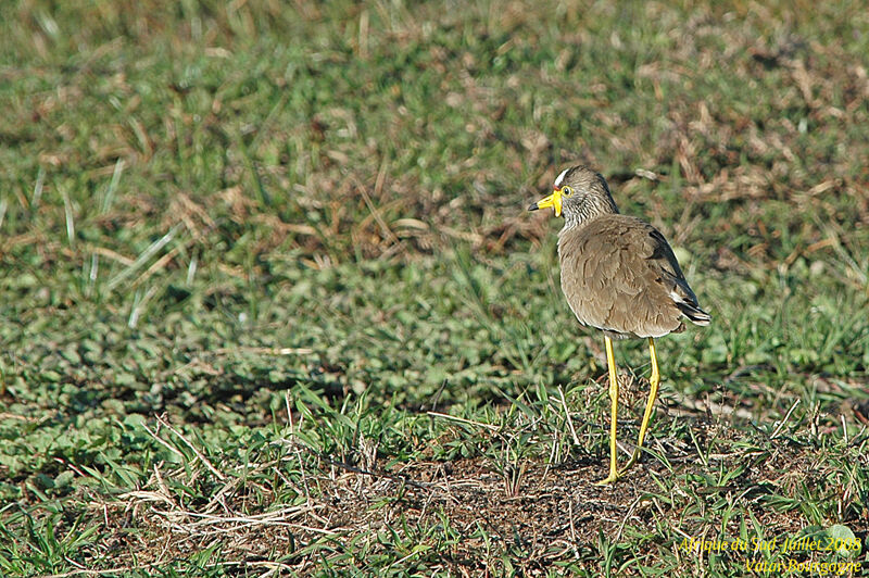 African Wattled Lapwing