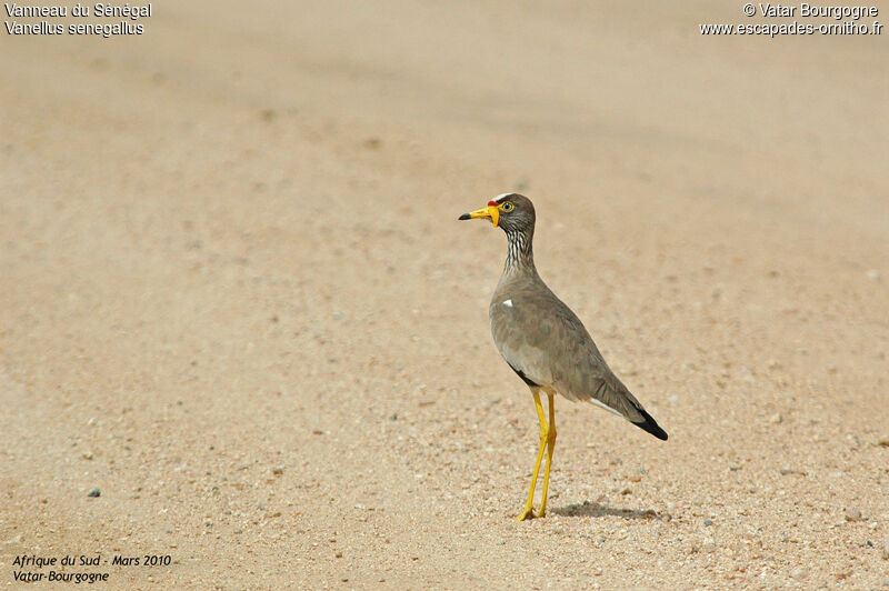 African Wattled Lapwing