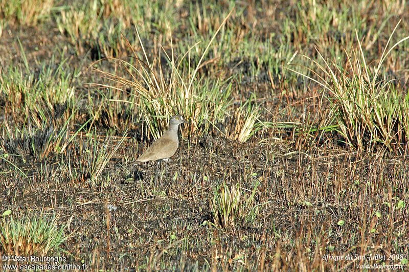 Senegal Lapwing