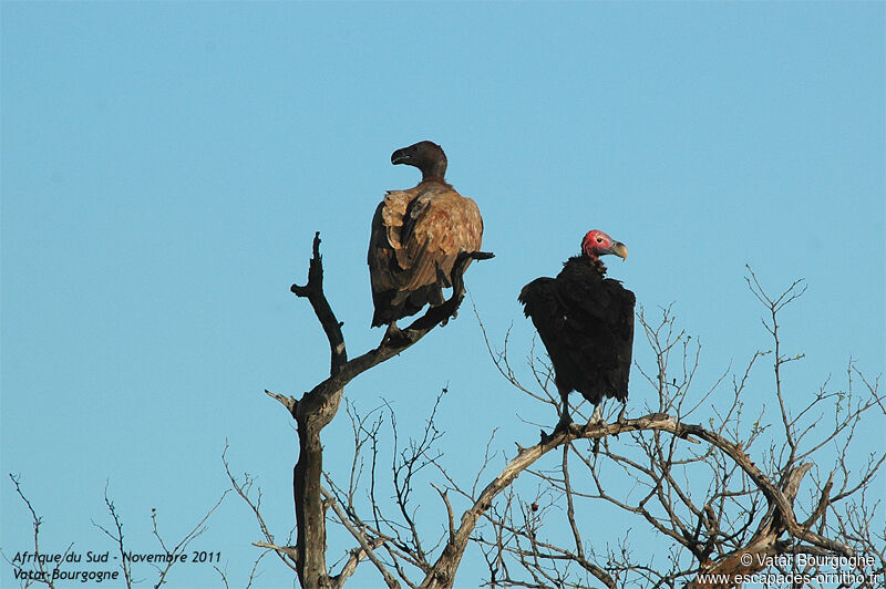 White-backed Vulture