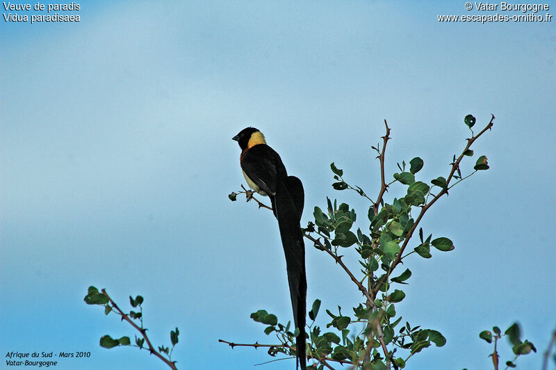 Long-tailed Paradise Whydah