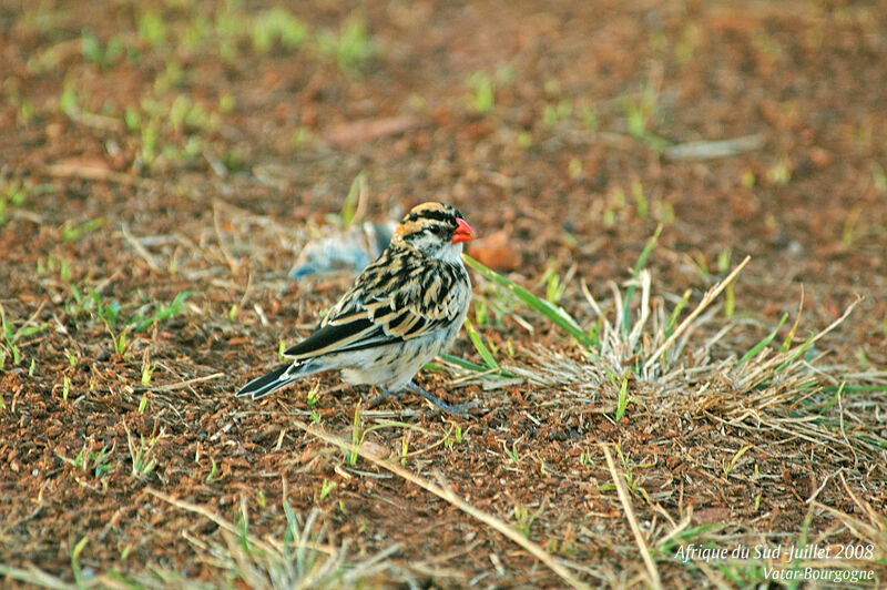 Pin-tailed Whydah