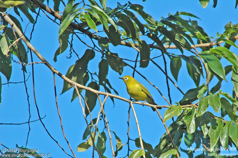 Northern Yellow White-eye