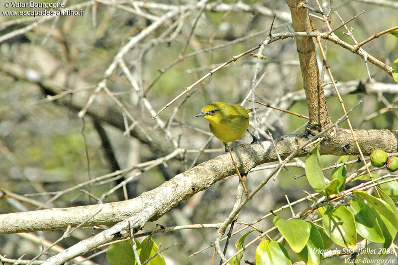 Northern Yellow White-eye