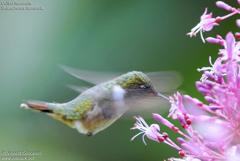 Colibri flammule femelle, Vol