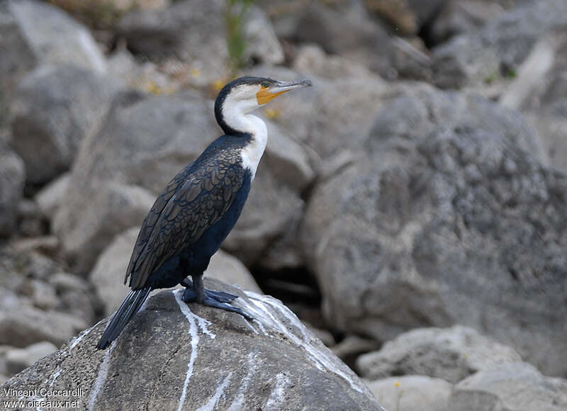 Cormoran à poitrine blancheadulte internuptial, identification