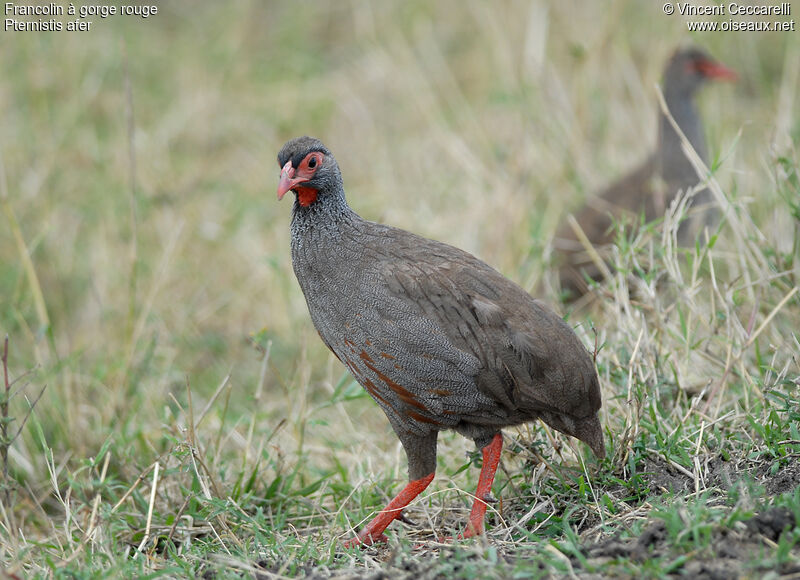 Francolin à gorge rouge, identification