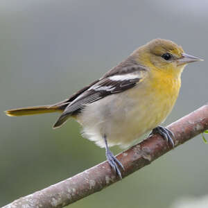 Oriole de Bullock