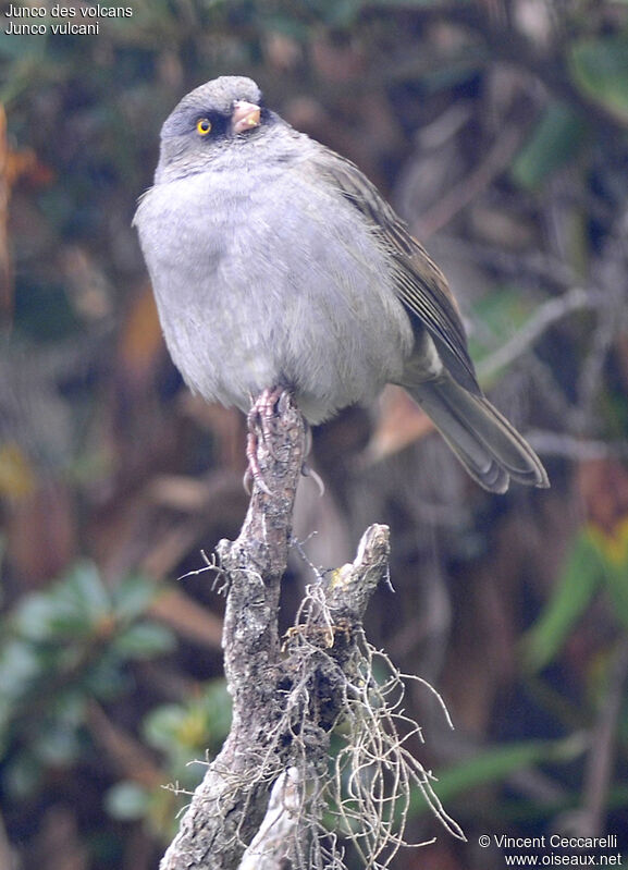 Junco des volcans