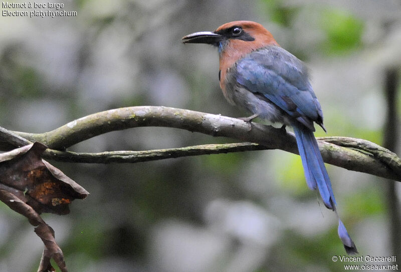 Motmot à bec large