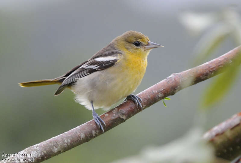 Bullock's Oriole female adult, identification