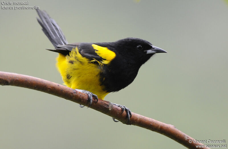 Oriole monacaladulte