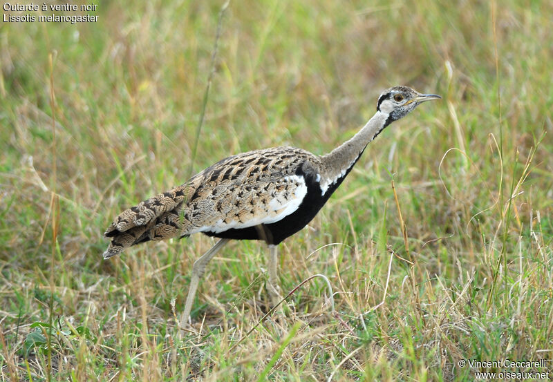 Black-bellied Bustard