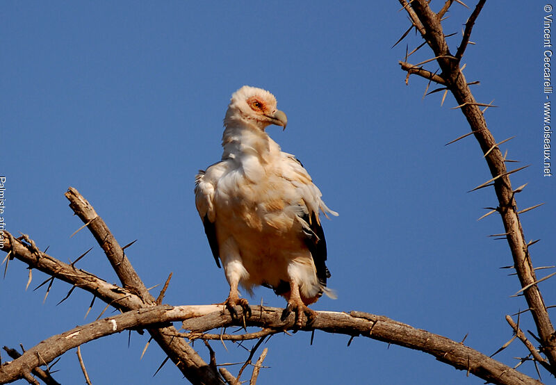 Palmiste africain, identification