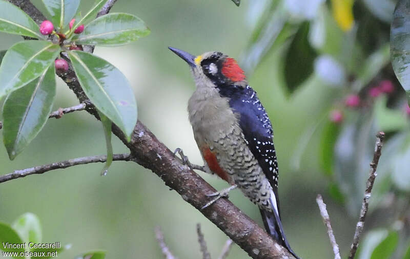 Pic de Pucheran femelle adulte, identification