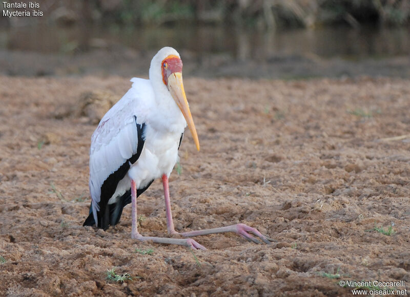 Tantale ibis