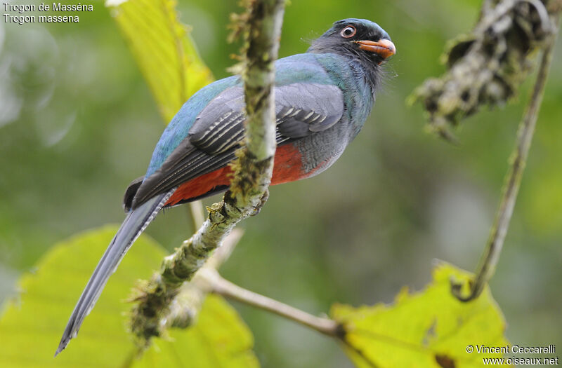 Trogon de Masséna