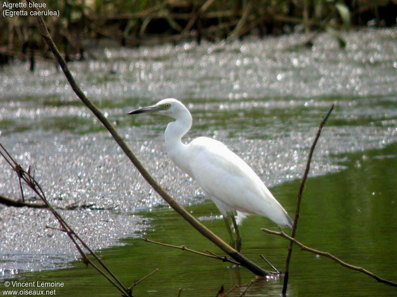 Little Blue Heronjuvenile, identification