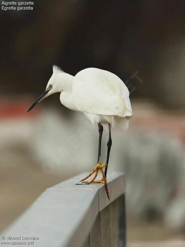 Little Egret