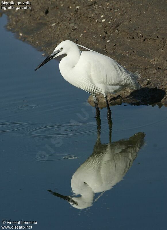 Aigrette garzetteadulte nuptial