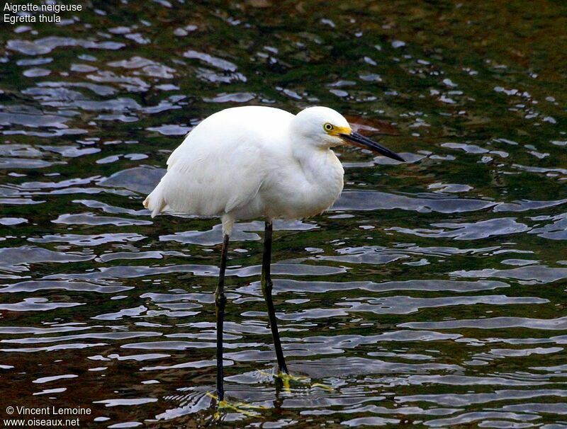 Aigrette neigeuseadulte