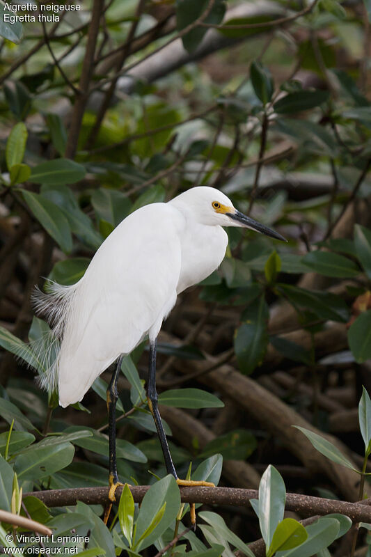 Aigrette neigeuseadulte