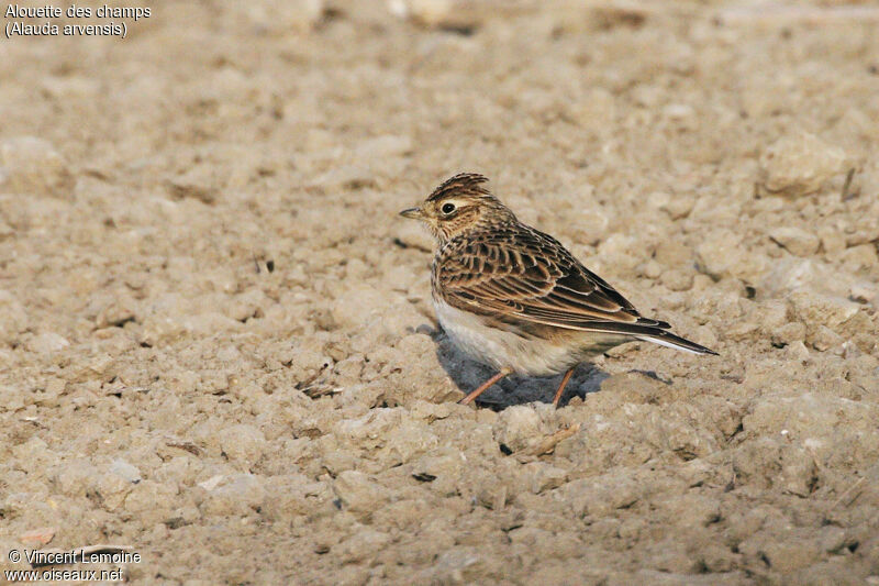 Eurasian Skylark