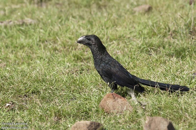 Smooth-billed Aniadult, habitat, fishing/hunting